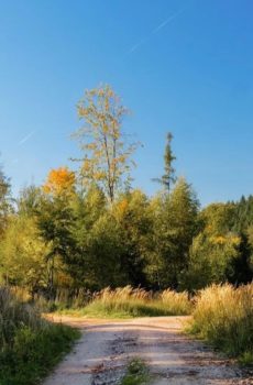 Wycena nieruchomości leśnych oraz zadrzewionych i zakrzewionych