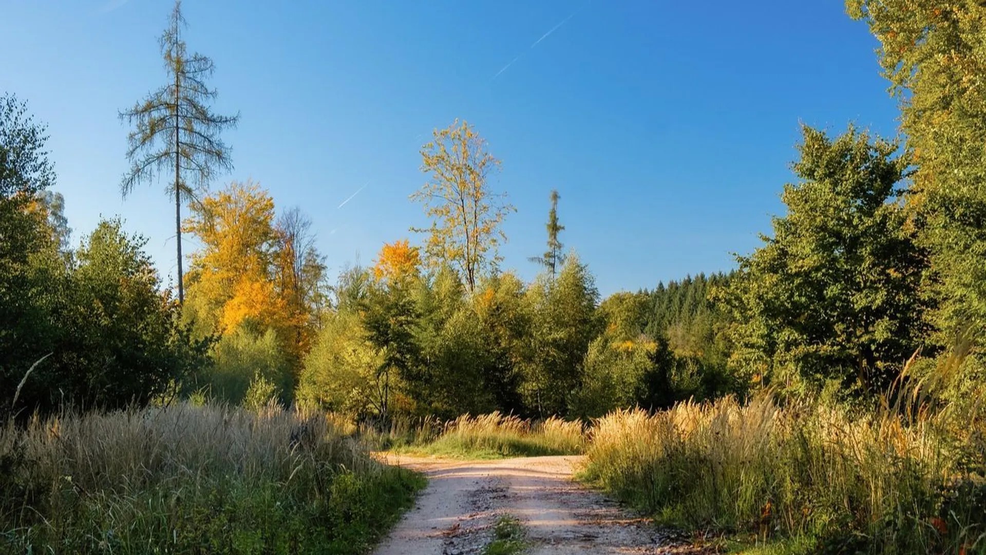 Wycena nieruchomości leśnych oraz zadrzewionych i zakrzewionych